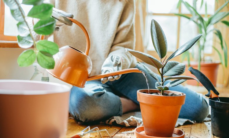 indoor plants