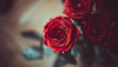 order roses online
