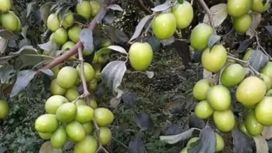 Ber Farming Information - Know How to Grow the Ber in India