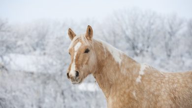 horse-3054682_960_720