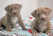 American bully puppies for sale in NJ