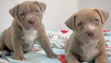 American bully puppies for sale in NJ